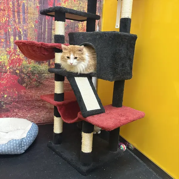 Curious cat at K9 Rox Club